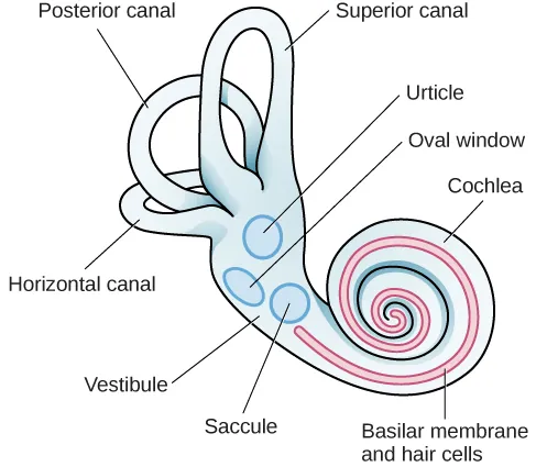 An illustration of the vestibular system shows the locations of the three canals (“posterior canal,” “horizontal canal,” and “superior canal”) and the locations of the “utricle,” “oval window,” “cochlea,” “basilar membrane and hair cells,” “saccule,” and “vestibule.”