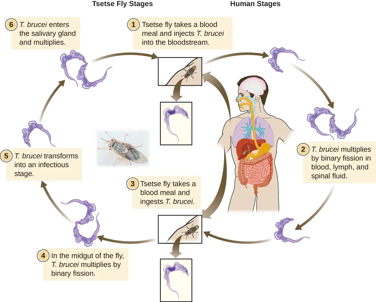 The life cycle of Trypanosoma brucei. Description below.