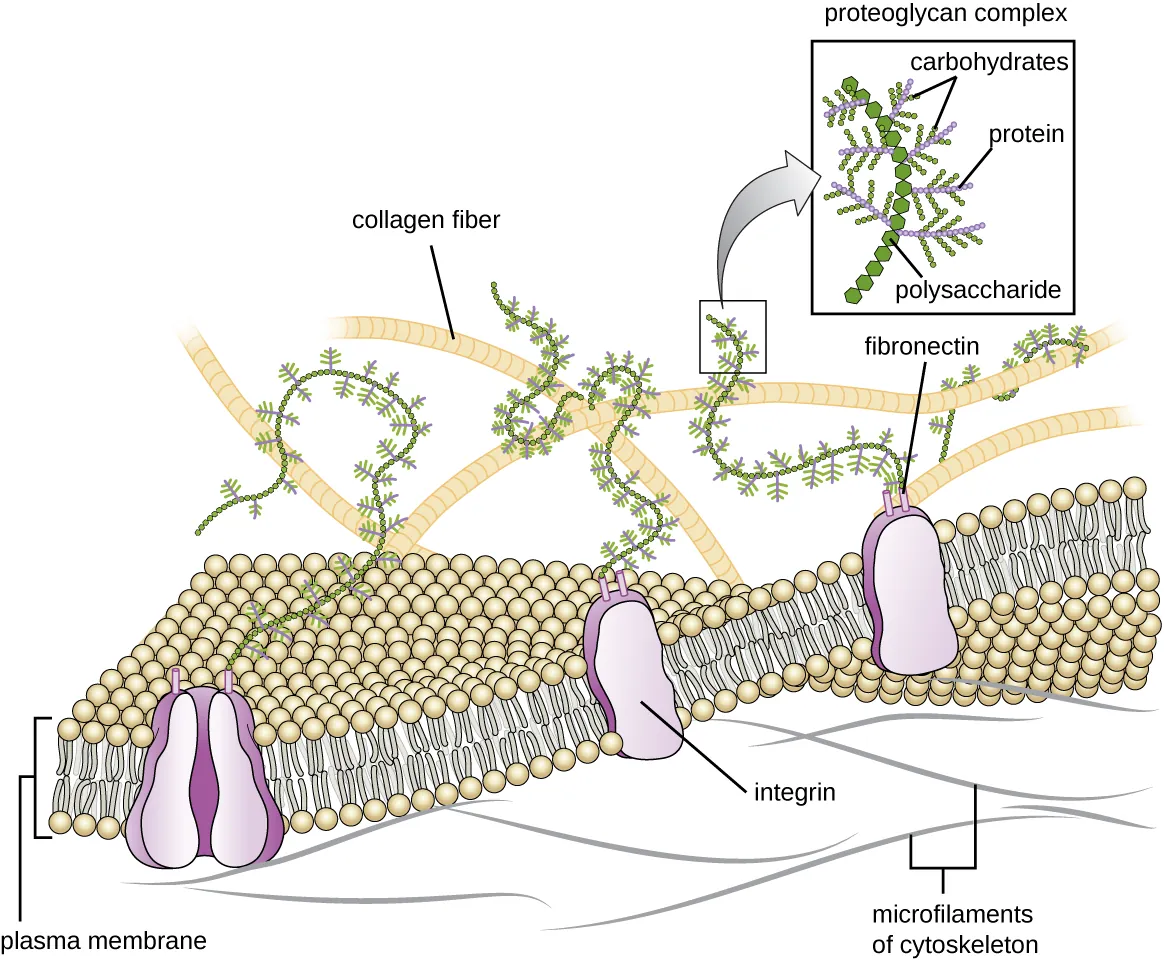 The extracellular matrix. Description below.