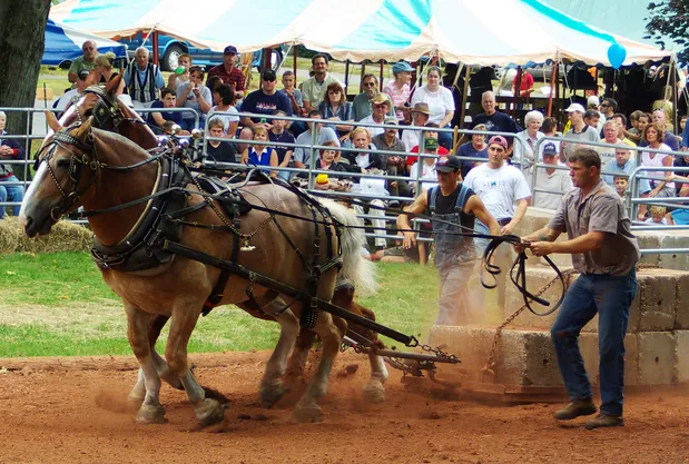 Fotografía de caballos halando un carro cargado en una feria.