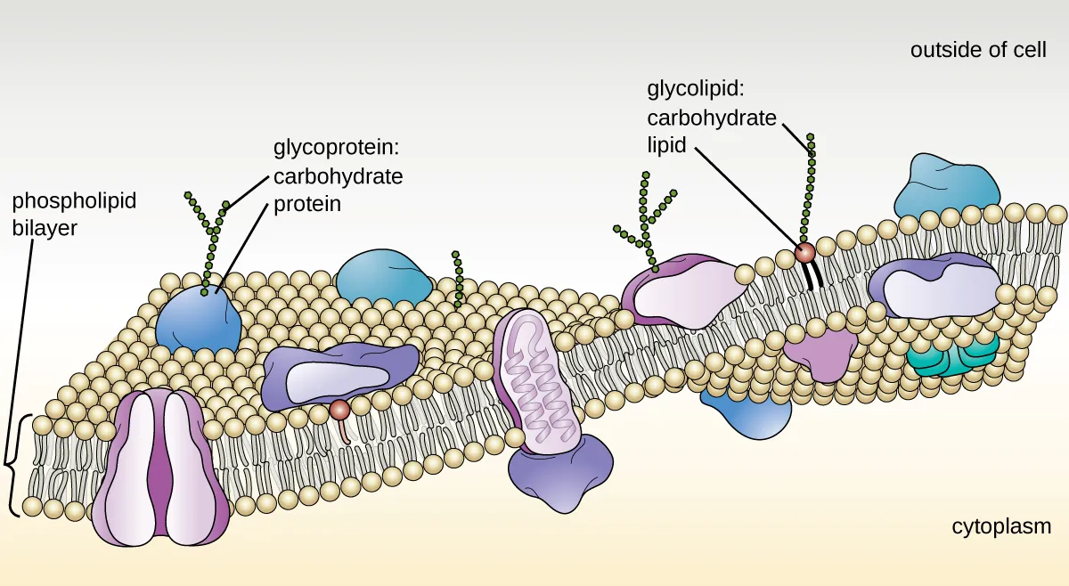 A drawing of the plasma membrane. Description below.