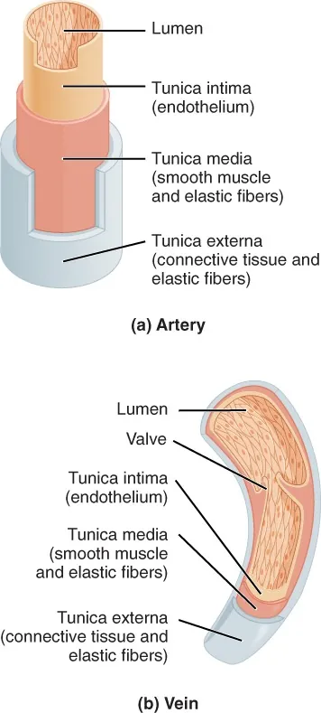 Cross sections of artery (left) and vein (right). Labeled are (top to bottom) lumen, valve (vein only), tunica intima (endothelium), tunica media (smooth muscle and elastic fibers), tunica externa (connective tissue and elastic fibers)