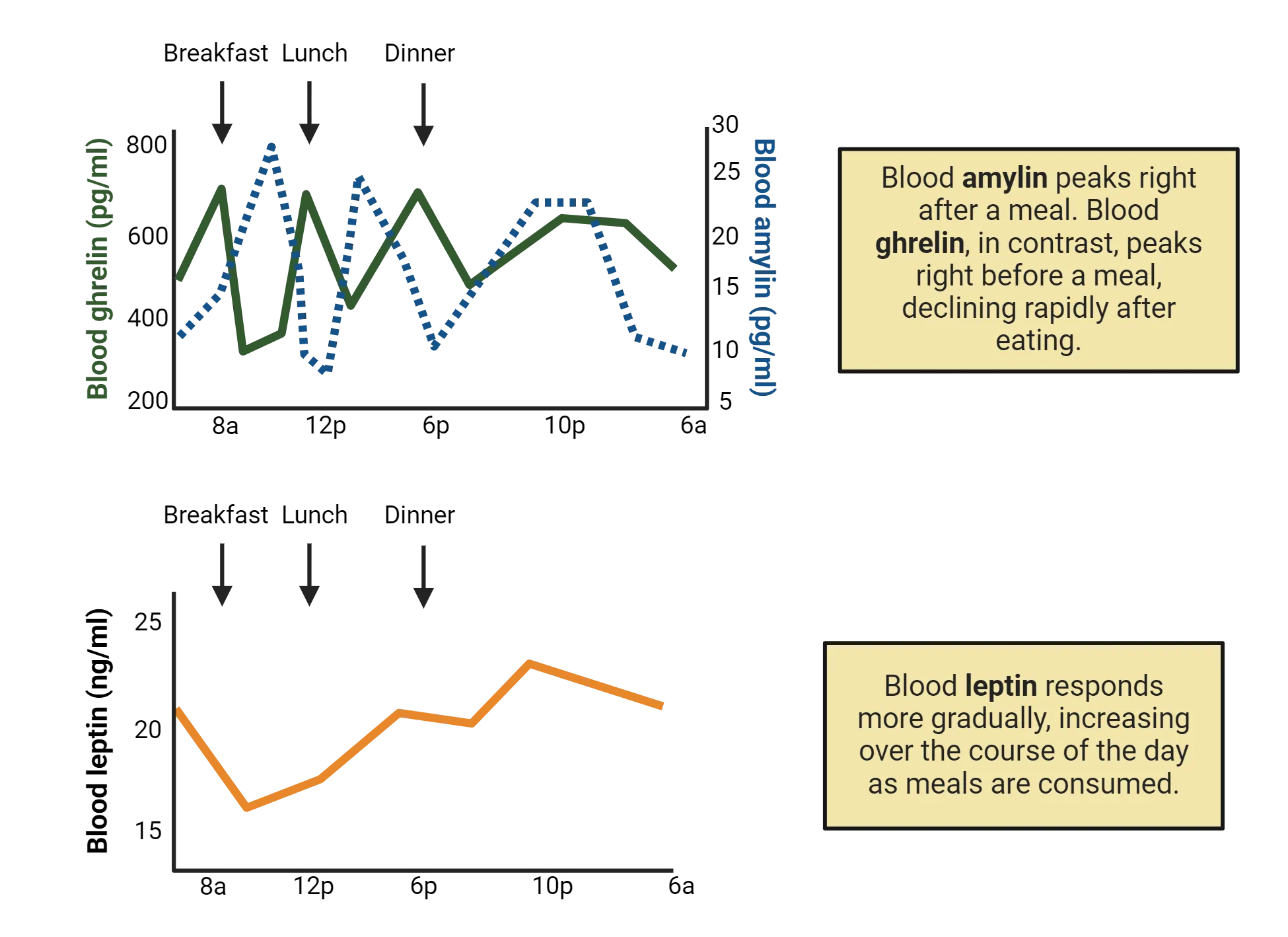 Two graphs. One showing that blood amylin peaks right after a meal. Blood ghrelin, in contrast, peaks right before a meal, declining rapidly after eating. Second graph shows that blood leptin responds more gradually, increasing over the course of the day as meals are consumed.