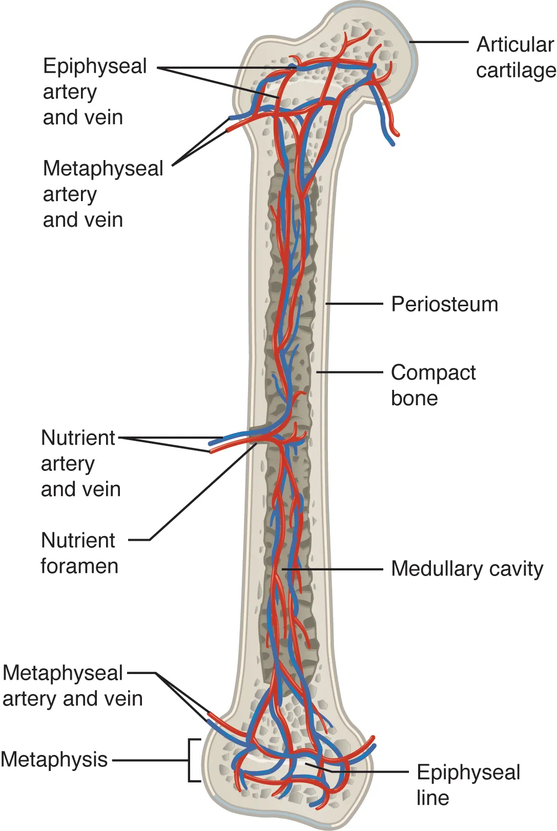 This illustration shows an anterior view if the right femur. The femur is split in half lengthwise to show its internal anatomy. The outer covering of the femur is labeled the periosteum. Within it is a thin layer of compact bone that surrounds a central cavity called the medullary or marrow cavity. This cavity is filled with spongy bone at both epiphyses. A nutrient artery and vein travels through the periosteum and compact bone at the center of the diaphysis. After entering the bone, the nutrient arteries and veins spread throughout the marrow cavity in both directions. Some of the arteries and veins in the marrow cavity also spread into the spongy bone within the distal and proximal epiphyses. However, additional blood vessels called the metaphyseal arteries and the metaphyseal veins enter into the metaphysis from outside of the bone.