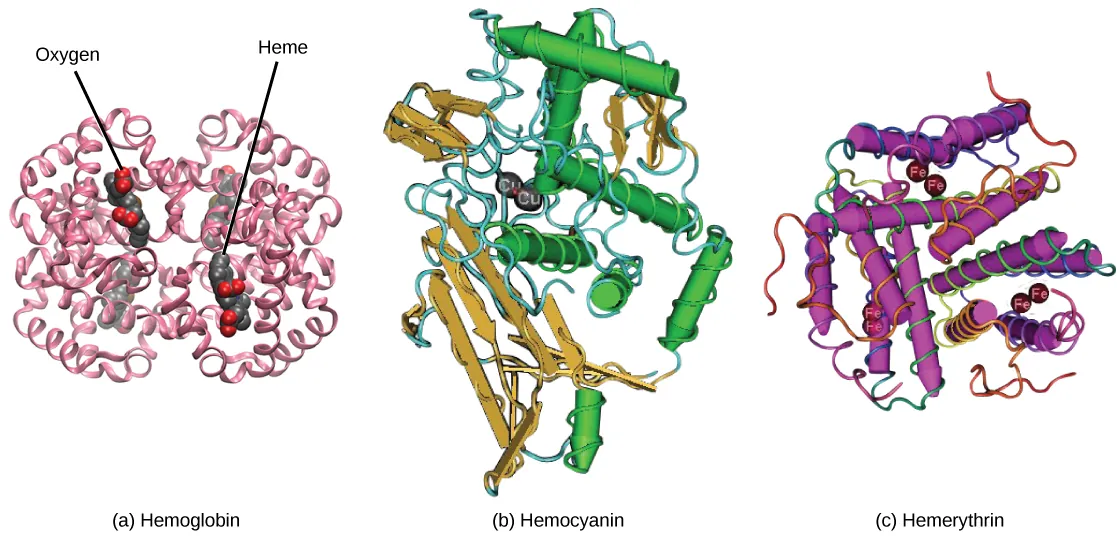 Molecular model A shows the structure of hemoglobin, which is made up of four protein subunits, each of which is coiled into helices. Left, right, bottom, and top parts of the molecule are symmetrical. Four small heme groups are associated with hemoglobin. Oxygen is bound to the heme. Molecular model B shows the structure of hemocyanin, a protein made up of coiled helices and ribbon-like sheets. Two copper ions are associated with the protein. Molecular model C shows the structure of hemerythrin, a protein made of coiled helices with four iron ions associated with it.