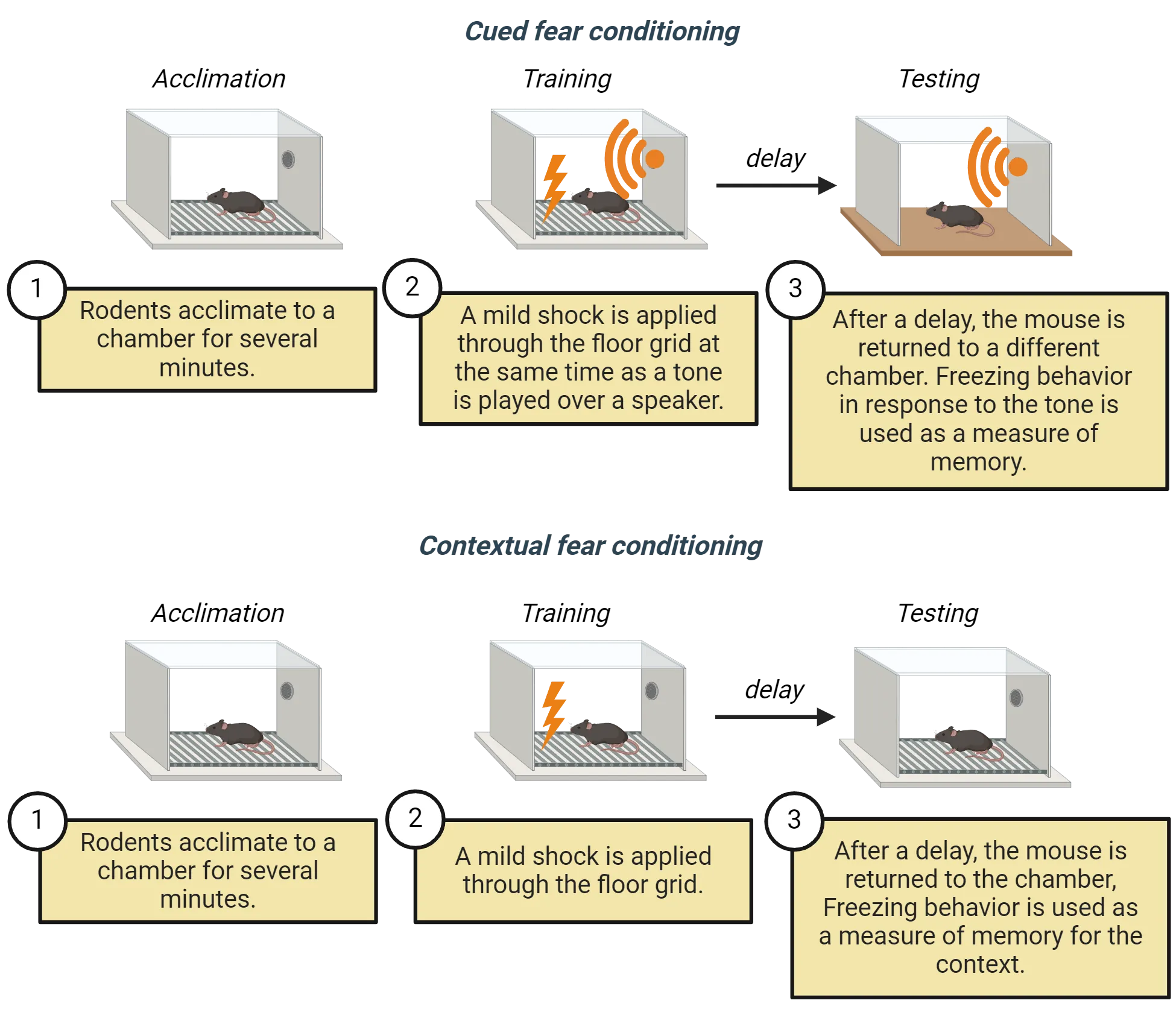 Diagrams of process for cued and contextual fear conditioning, both taking place with a mouse in a small box and metal grid floor. Cued: 1) Rodents acclimate to a chamber for several minutes. 2) A mild shock is applied through the floor grid at the same time as a tone is played over a speaker. 3) After a delay, the mouse is returned to a different chamber (no metal grid floor). Freezing behavior in response to the tone is used as a measure of memory. Contextual: 1) Rodents acclimate to a chamber for several minutes. 2) A mild shock is applied through the floor grid. 3) After a delay, the mouse is returned to the chamber, Freezing behavior is used as a measure of memory for the context.