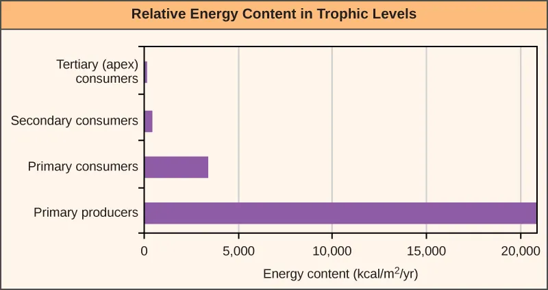 Graph shows energy content in different trophic levels. The energy content of primary producers is over 20,000 kilocalories per meter squared per year. The energy content of primary consumers is much smaller, about 3,400 kilocalories per meter squared per year. The energy content of secondary consumers is 383 kilocalories per meter squared per year, and the energy content of tertiary consumers is only 21 kilocalories per meter squared per year.