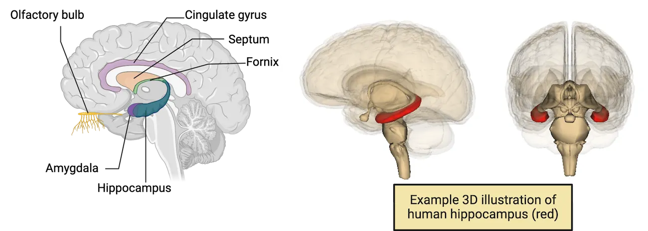 Top diagram of human brain showing curved structures of the limbic system in the locations described in the main text. Bottom diagram shows 3D human brain illustration with the bilateral hippocampi highlighted under the cortex, adjacent to the brainstem