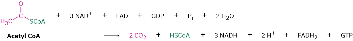 Acetyl-coenzyme A is oxidized via  nicotinamide adenine dinucleotide cation , flavin adenine dinucleotide, and guanine diphosphate to form two moles of carbon dioxide and H S C o A.