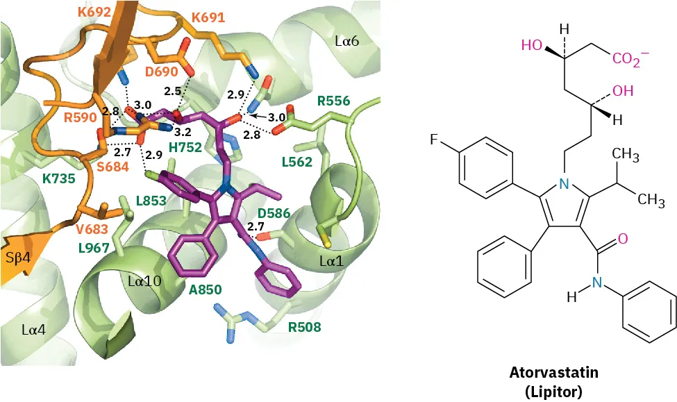 The X-ray crystal structure of the active site of the  H M G-coenzyme A reductase enzyme bound to atorvastatin (Lipitor) . The second figure shows the structure of Lipitor.