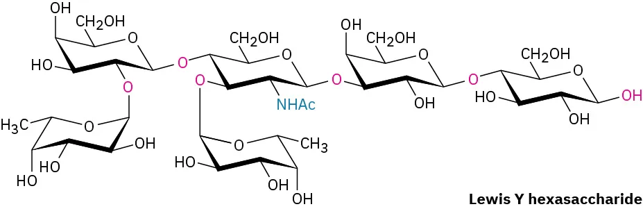 The Haworth projection of Lewis Y hexasaccharide is depicted. Alpha-Fucose bonded to beta-galactose bonded to beta-N-acetylglucosamine in turn bonded to alpha-fucose is shown.