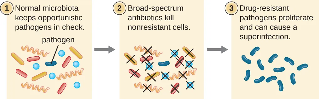 Diagram of process of superinfection. Description below.