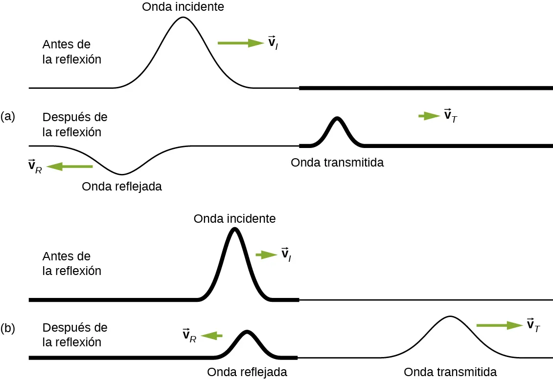 La figura a muestra dos cuerdas, la superior identificada antes de la reflexión y la inferior identificada después de la reflexión. La cuerda superior tiene un pulso identificado como onda incidente, que se propaga hacia la derecha con velocidad v subíndice i. La cuerda inferior tiene dos pulsos. La de la izquierda está identificada como onda transmitida. Esta se propaga hacia la derecha con velocidad v subíndice T. La onda de la izquierda está identificada como onda reflejada. Se desplaza hacia la izquierda con velocidad v subíndice R. Tiene una amplitud menor de la onda incidente y está al revés. La figura b muestra dos cuerdas, la superior identificada antes de la reflexión y la inferior identificada después de la reflexión. La cuerda superior tiene un pulso identificado como onda incidente, que se propaga hacia la derecha con velocidad v subíndice i. La cuerda inferior tiene dos pulsos. La de la izquierda es la onda transmitida y la de la derecha es la onda reflejada. Ambas se forman en la parte superior de la cuerda.