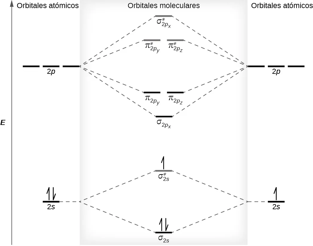 Se muestra un diagrama que tiene una flecha vertical hacia arriba que corre a lo largo del lado izquierdo con la marca "E". En la parte inferior central del diagrama hay una línea horizontal marcada como "sigma subíndice 2 s", que tiene dibujadas dos medias flechas verticales, una hacia arriba y otra hacia abajo. Esta línea está conectada a la derecha y a la izquierda por líneas punteadas hacia arriba con otras dos líneas horizontales, cada una de ellas marcada como "2 s". La línea de la izquierda tiene dibujadas dos medias flechas verticales, una hacia arriba y otra hacia abajo, mientras que la línea de la derecha tiene dibujada una media flecha hacia arriba. Estas dos líneas están conectadas por líneas punteadas hacia arriba con otra línea en el centro del diagrama, pero más arriba de la primera. Está marcado como "sigma subíndice 2 s superíndice asterisco". Esta línea horizontal tiene dibujada una media flecha vertical hacia arriba. Los lados izquierdo y derecho del diagrama tienen encabezados que dicen "Orbitales atómicos", mientras que la cabecera central dice "Orbitales moleculares".