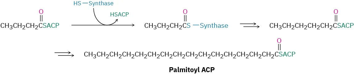 A thiol butyryl ester undergoes condensation with HS-Synthase to form butyryl synthase. It forms a six-carbon chain linked to S A C P that further forms sixteen-carbon chain named palmitoyl A C P.