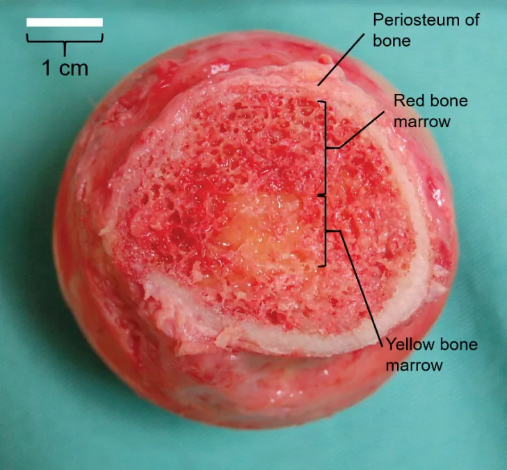 The image displays a cross-section of a bone, with labels indicating the periosteum of the bone, red bone marrow, and yellow bone marrow. The periosteum is the outermost layer, followed by the spongy red bone marrow closer to the bone's center, and finally, the yellow bone marrow located in the central cavity. The scale at the top left corner indicates that the diameter of the cross-section is approximately 1 cm. The different colors and textures in the image illustrate the varying densities and compositions of the bone tissues.