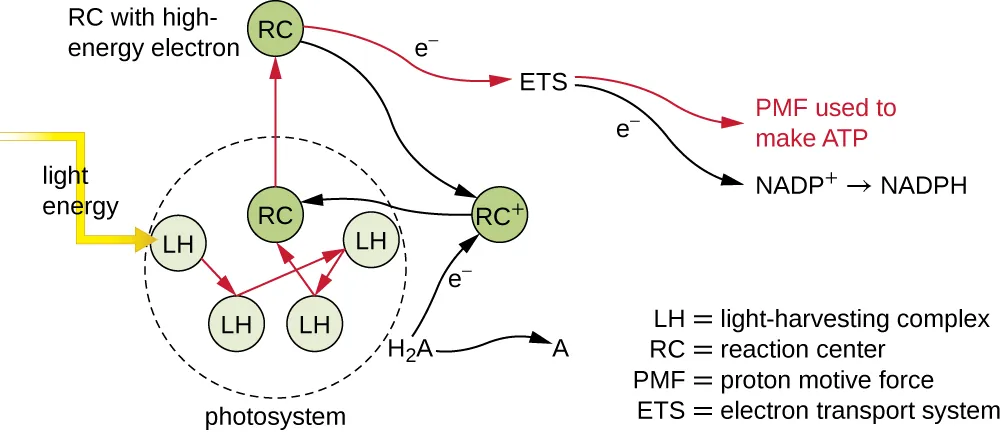 How a photosystem works. Description below.