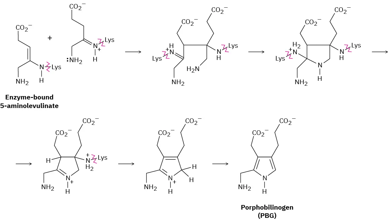 Two molecules of enzyme-bound 5-aminolevulinate react to produce four intermediates. This further leads to the final product named Porphobilinogen (P B G).