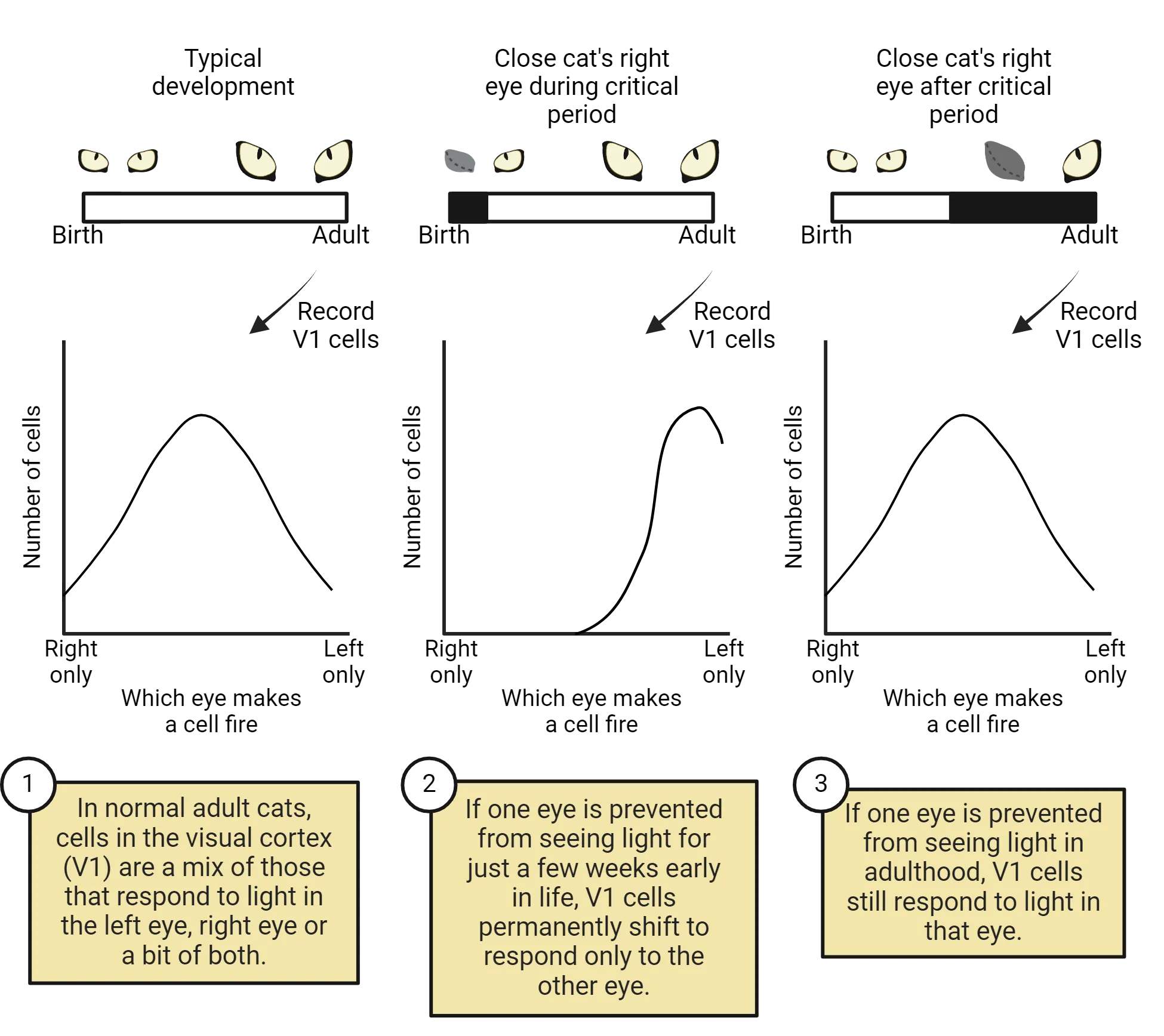 Diagrams of ocular deprivation experiments with line graphs to represent number of cells found to be response to right eye, left or a mix. In normal adult cats, cells in the visual cortex (V1) are a mix of those that respond to light in the left eye, right eye or a bit of both. If one eye is prevented from seeing light for just a few weeks early in life, V1 cells permanently shift to respond only to the other eye. If one eye is prevented from seeing light in adulthood, V1 cells still respond to light in that eye.
