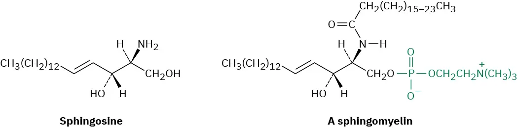 The wedge-dash structures of Sphingosine and Sphingomyelin.