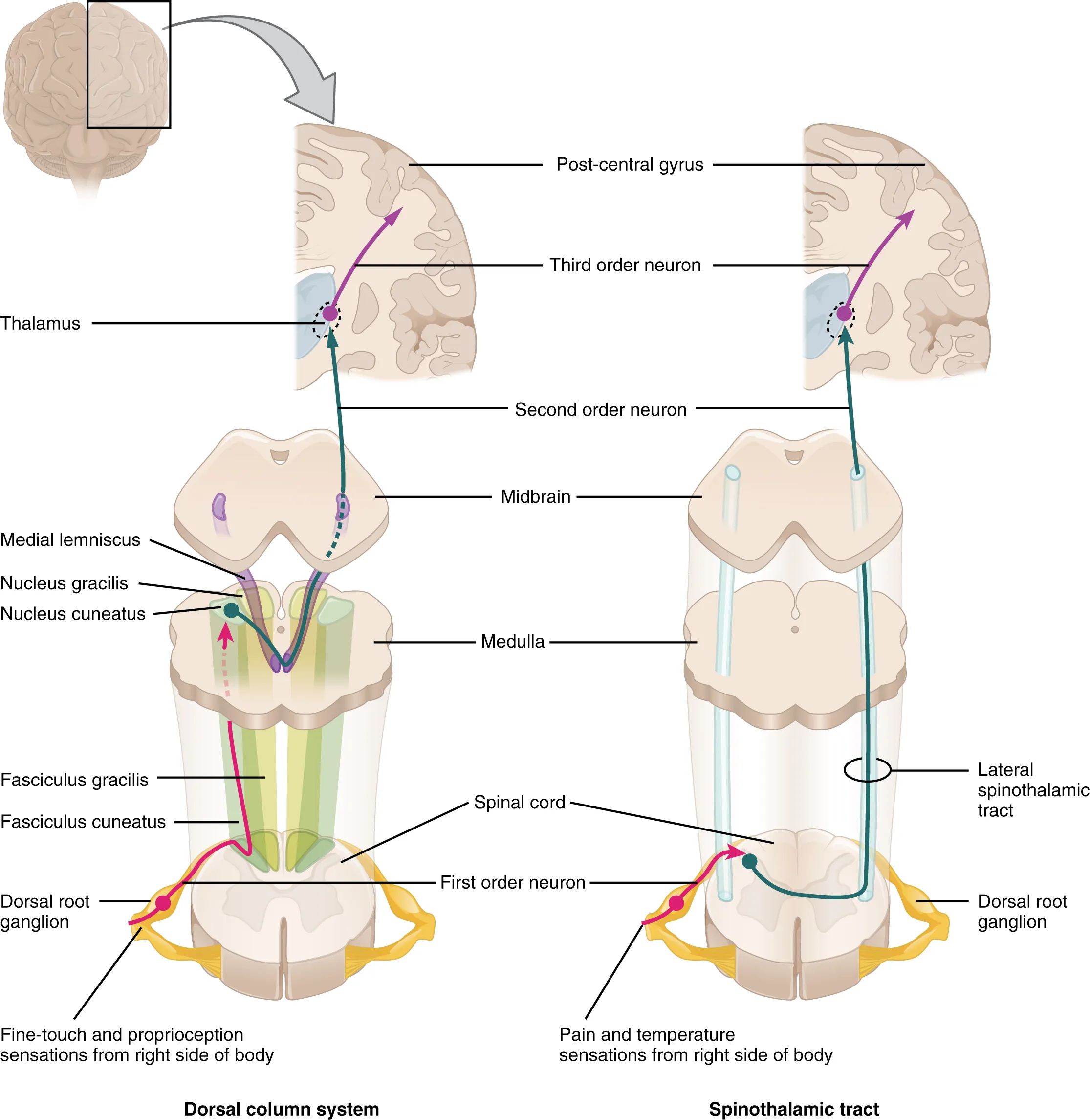 The left panel shows the dorsal column system and its connection to the brain. The right column shows the spinothalamic tract and its connection to the brain.