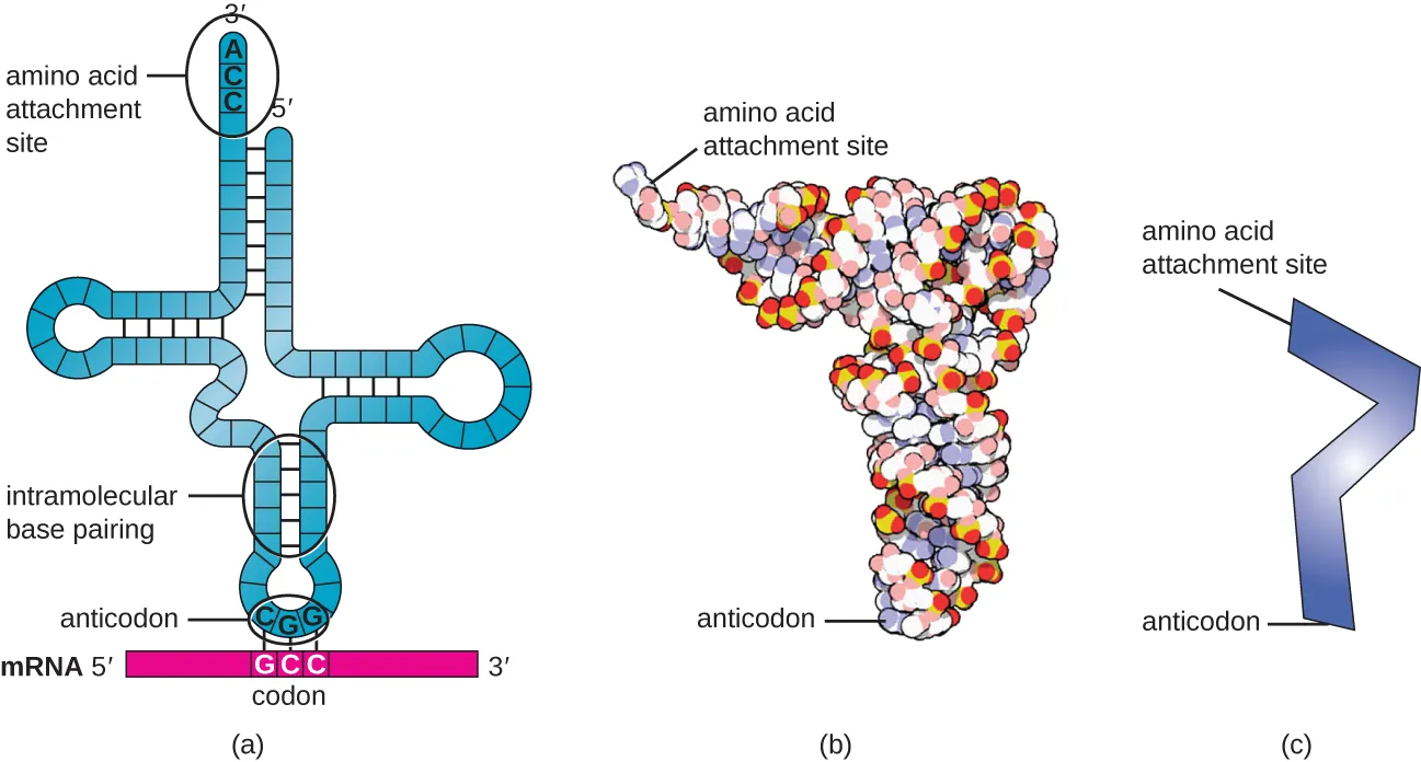 Three different drawings of tRNA. Description below.