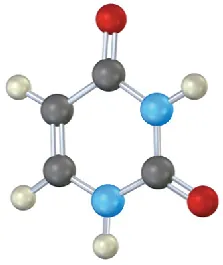 The ball-and-stick model of Uracil. It is a pyrimidine base with one ring to which two oxygen atoms are attached.