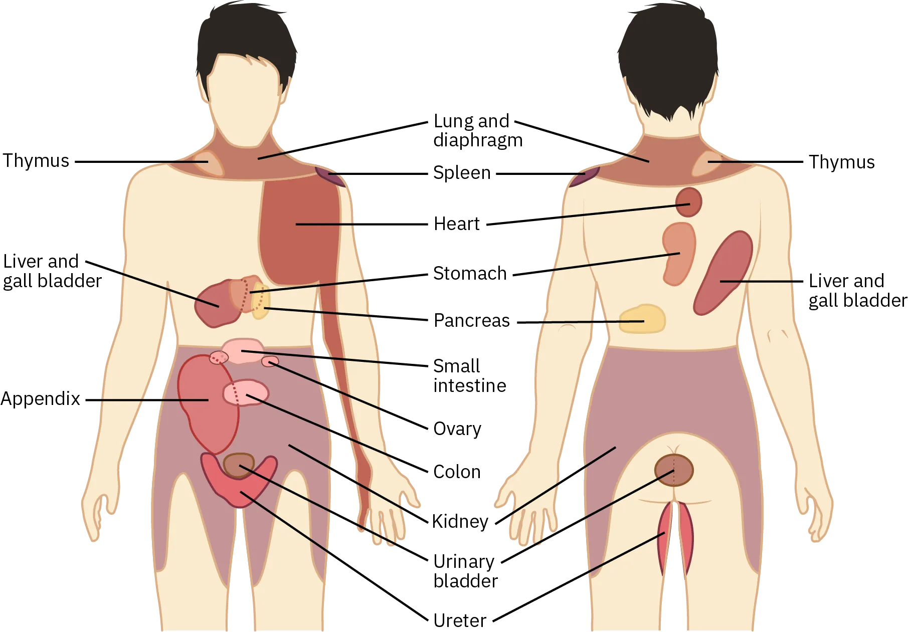 Two diagrams show the front and back of a human body to show where the pain from various internal organs can radiate. The areas include the neck and shoulders for the thymus, spleen, lungs, and diaphragm; the left side of the chest down the left arm to the pinky finger for the heart; and the pelvic area and upper sides of both thighs for the kidney.