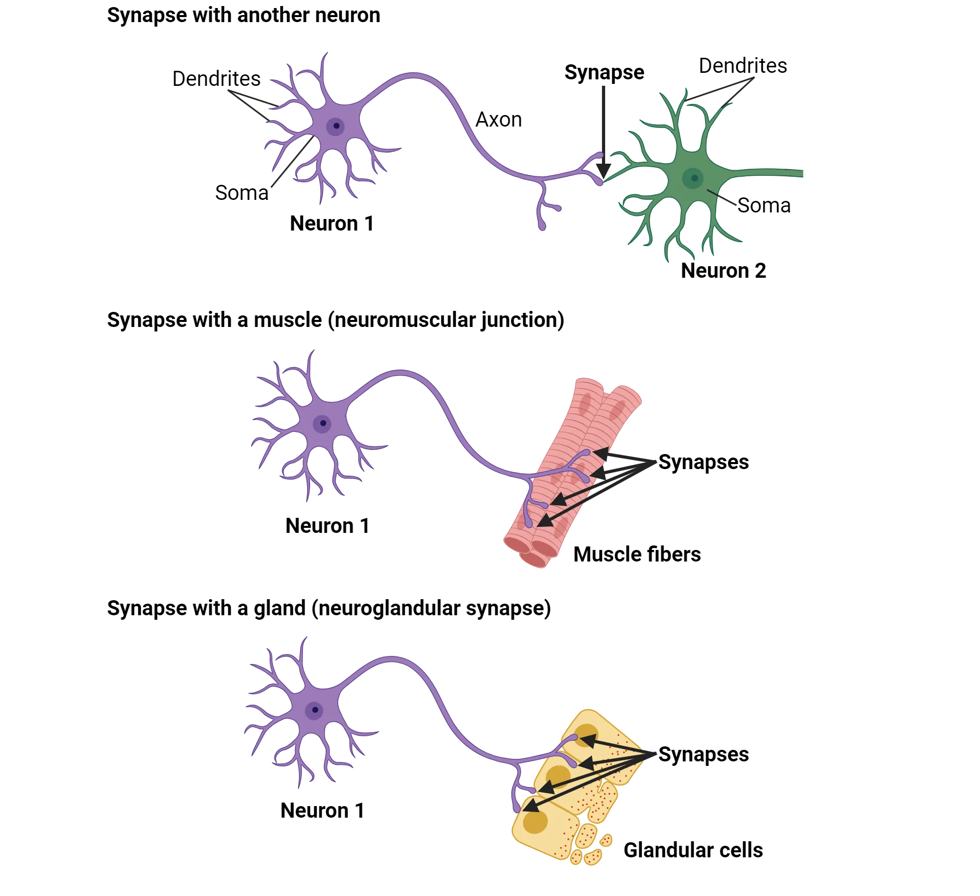 Diagrams of a multipolar neuron synapsing on: 1) another neuron’s dendrites, 2) muscle fibers (neuromuscular junction) or 3) glandular cells that are secreting proteins (neuroglandular synapse).
