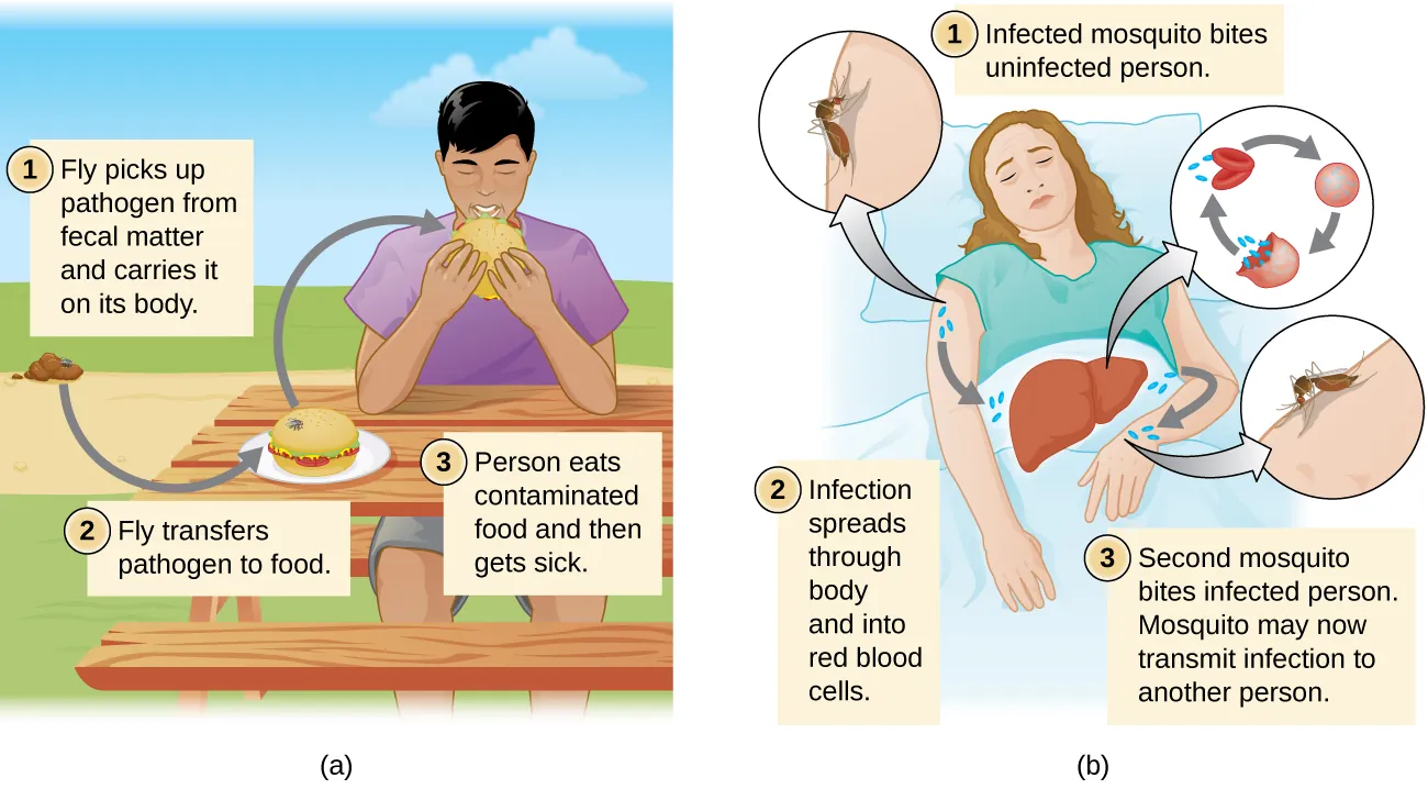 Vector transmission of flies and mosquitoes. Description below.