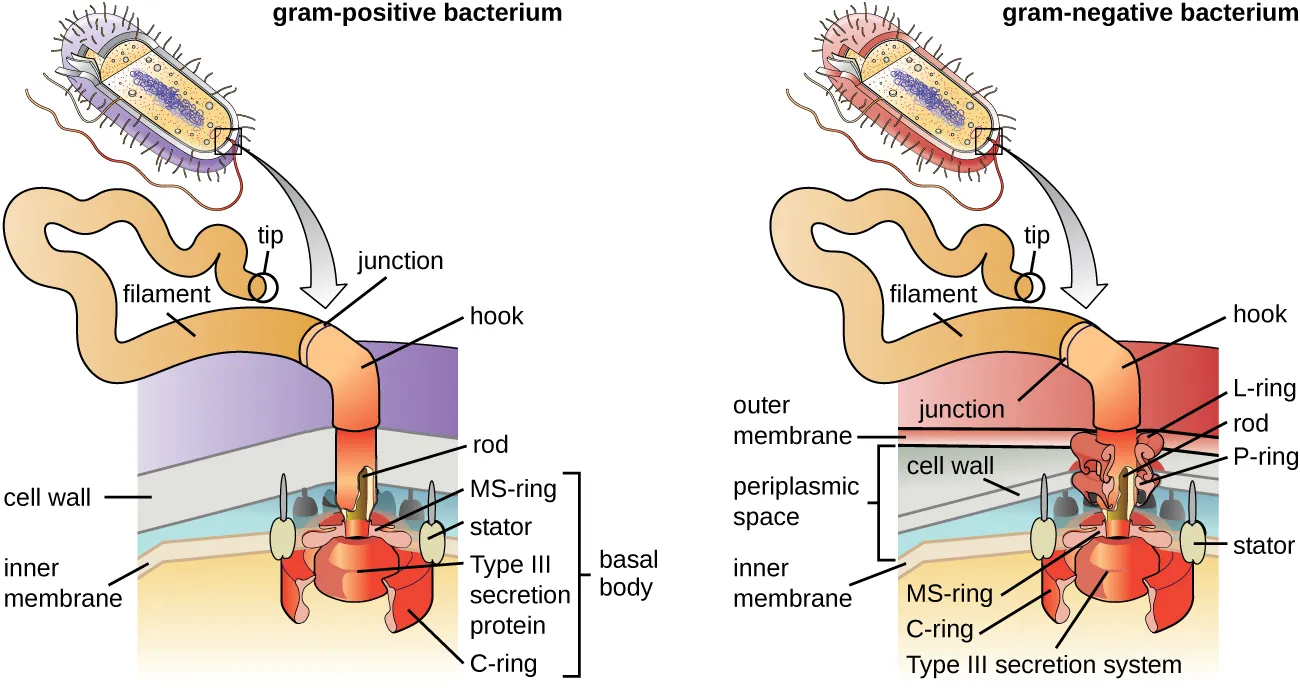 Basic structure of a bacterial flagellum. Description below.