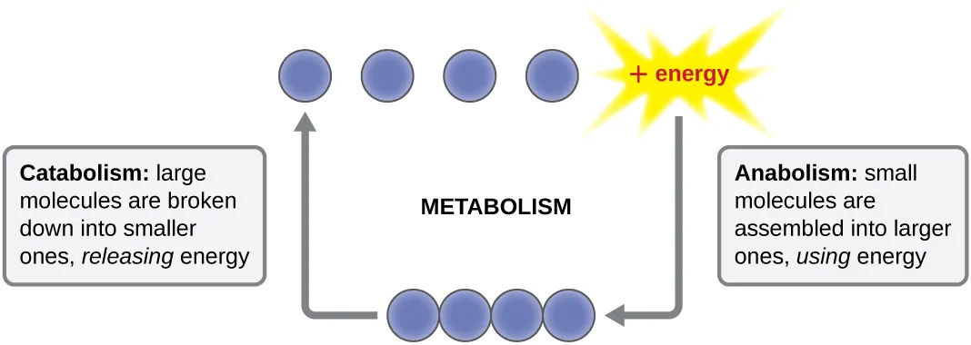 Diagram of metabolism.