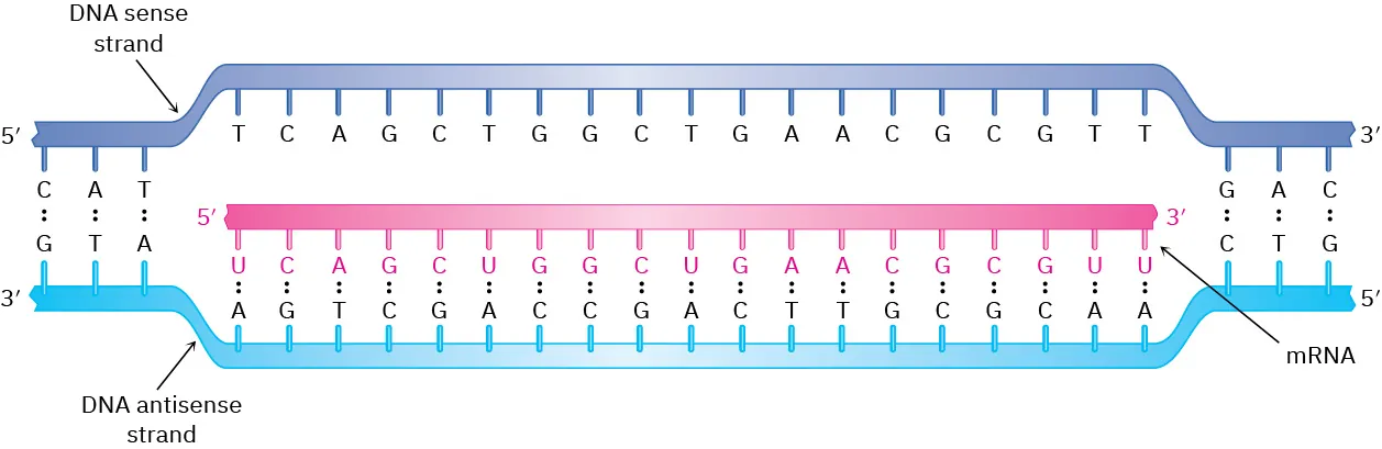 Several turns of deoxyribonucleic acid double helix unwind exposing bases of the two strands. Ribonucleotides line up such that hydrogen bonds form in 5-prime to 3-prime direction.