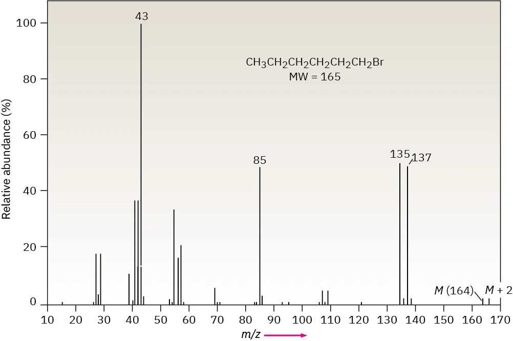 The mass spectrum of 1-bromohexane, with two peaks at m / z 164 and 166, labeled M and M + 2, on a 1 to 1 height ratio.