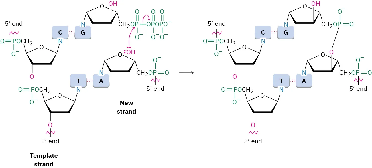 Addition of nucleotides occurs by a base at the 3-prime end of the template strand interacting with its base pair counterpart at the 5-prime end of the new strand.