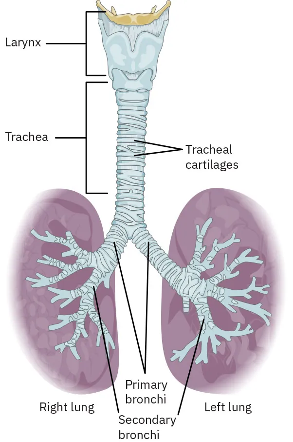Diagram of trachea and lungs labeling larynx, trachea, tracheal cartilages, primary bronchi, secondary bronchi, right lung, left lung.