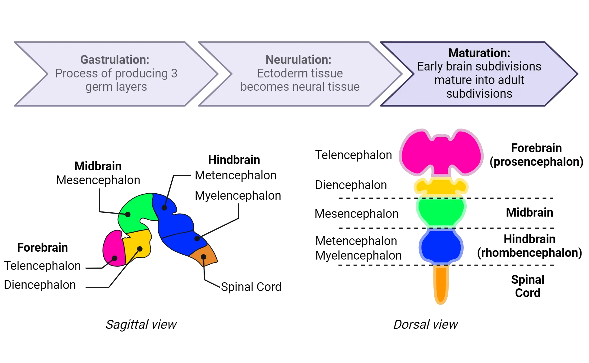 Two views (sagittal, dorsal) of the developing neural tube and its segments. Areas labeled from rostral to caudal are Forebrain (telencephalon, diencephalon), Midbrain (mesencephalon), Hindbrain (metencephalon, myelencephalon), Spinal cord. In sagittal view, the tube has a flexure centered at the midbrain-hindbrain juncture. In dorsal view, bilateral symmetry is evident, with both forebrain parts having bulges on each side of midline.