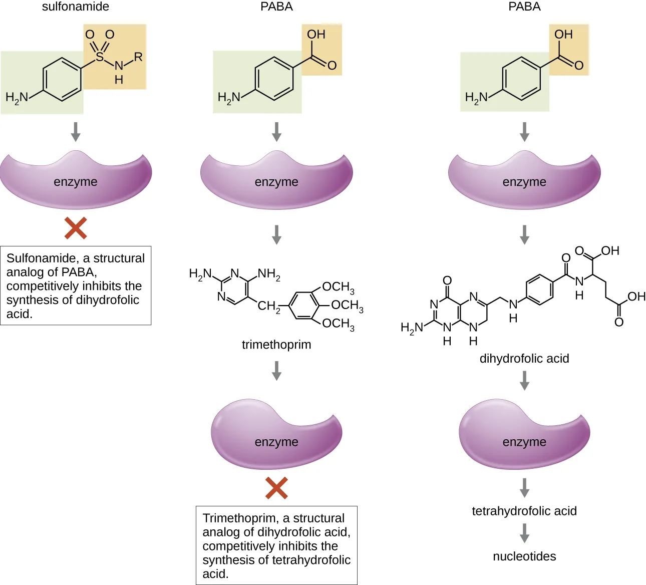 Para-aminobenzoic acid (PABA) in action. Description below.