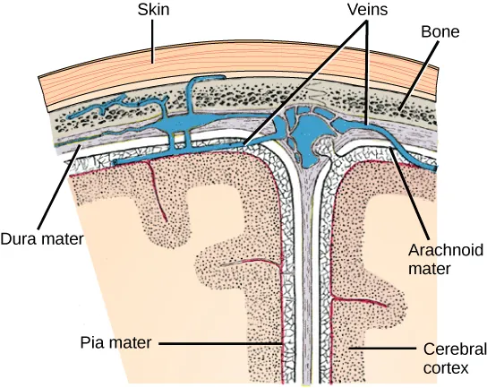 Illustration shows the three meninges that protect the brain. The outermost layer, just beneath the skull, is the dura mater. The dura mater is the thickest meninge, and blood vessels run through it. Beneath the dura mater is the arachnoid mater, and beneath this is the pia mater.