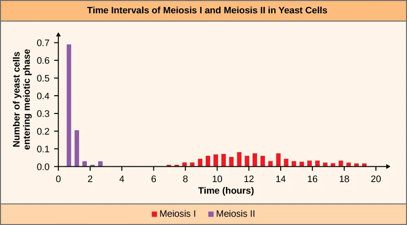 The figure is a bar graph titled Time intervals of Meiosis I and Meiosis II in Yeast Cells. The x-axis is labelled time in hours. The y-axis is labelled Number of yeast cells entering meiotic phase.  The x-axis has tick marks for 0, 2, 4, 6, 8, 10, 12, 14, 16, 18, 20. The y-axis has tick marks for 0.0, 0.1, 0.3, 0.4, 0.5, 0.6. 0.7. A key on the bottom states that red represents meiosis I and purple represents meiosis II. There are four purple bars . The first three purple bars are between 0 and 2 on the x-axis. The fourth purple bar is between 2 and 4 on the x-axis. The first purple bar reaches 0.7 on the y-axis, the second reaches 0.2 on the y axis, and the third and the fourth purple bars fall between 0.0 and 0.1.  There are 26 red bars that fall between 7 and 19 on the x axis. There is some variance in height for the red bars, with all the bars falling between 0.0 and 0.1 on the y axis.