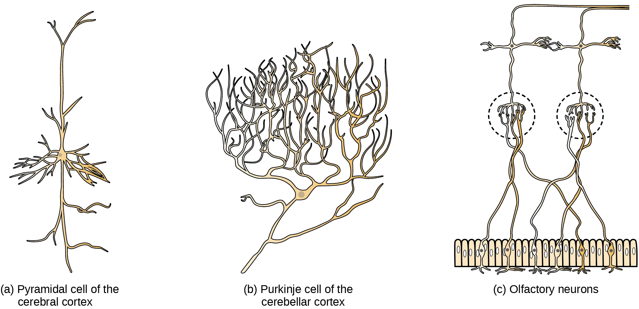Part A shows a pyramidal cell with two long, branched projections on either end of the soma. Dendrites branch from either side. Part B shows a Purkinje cell with highly branched dendrites opposite the axon. Part C shows cells with long, thin axons. The dendrites are less branched than in pyramidal or Purkinje cells.