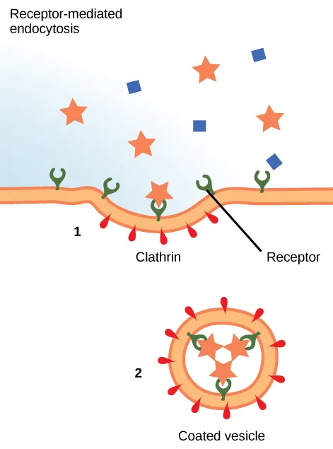 This illustration shows a part of the plasma membrane that is clathrin-coated on the cytoplasmic side and has receptors on the extracellular side. The receptors bind a substance, then pinch off to form a vesicle.