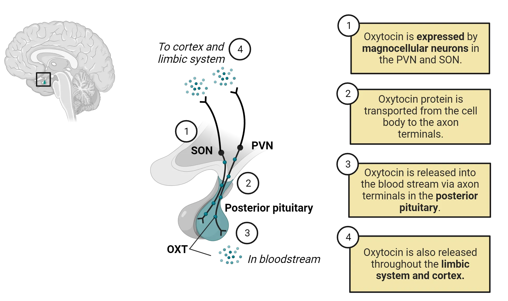 Diagram of the hypothalamus and pituitary. Neurons are shown in the PVN and SON, sending projections to the posterior pituitary to release oxytocin in the blood stream. They also send projections towards cortex and limbic system. An upper left zoom-out image shows the approximate location of these structures in the while human brain. Steps shown: 1) Oxytocin is expressed by magnocellular neurons in the PVN and SON. 2) Oxytocin protein is transported from the cell body to the axon terminals. 3) Oxytocin is released into the blood stream via axon terminals in the posterior pituitary. 4) Oxytocin is also released throughout the limbic system and cortex.