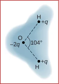Na rysunku pokazana jest schematycznie chmura zewnętrznych elektronów obojętnej elektrycznie cząsteczki wody. Trzy atomy znajdują się w wierzchołkach trójkąta. Każdy atom wodoru ma dodatni ładunek q, a atom tlenu ma ładunek minus dwa q i kąt pomiędzy liniami łączącymi każdy z atomów wodoru z atomem tlenu wynosi sto pięć stopni. Gęstość chmury elektronowej jest większa w atomie tlenu.