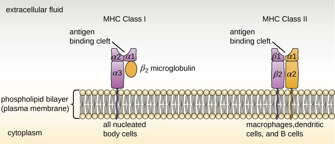 MHC molecules involved in adaptive immunity. Description below.