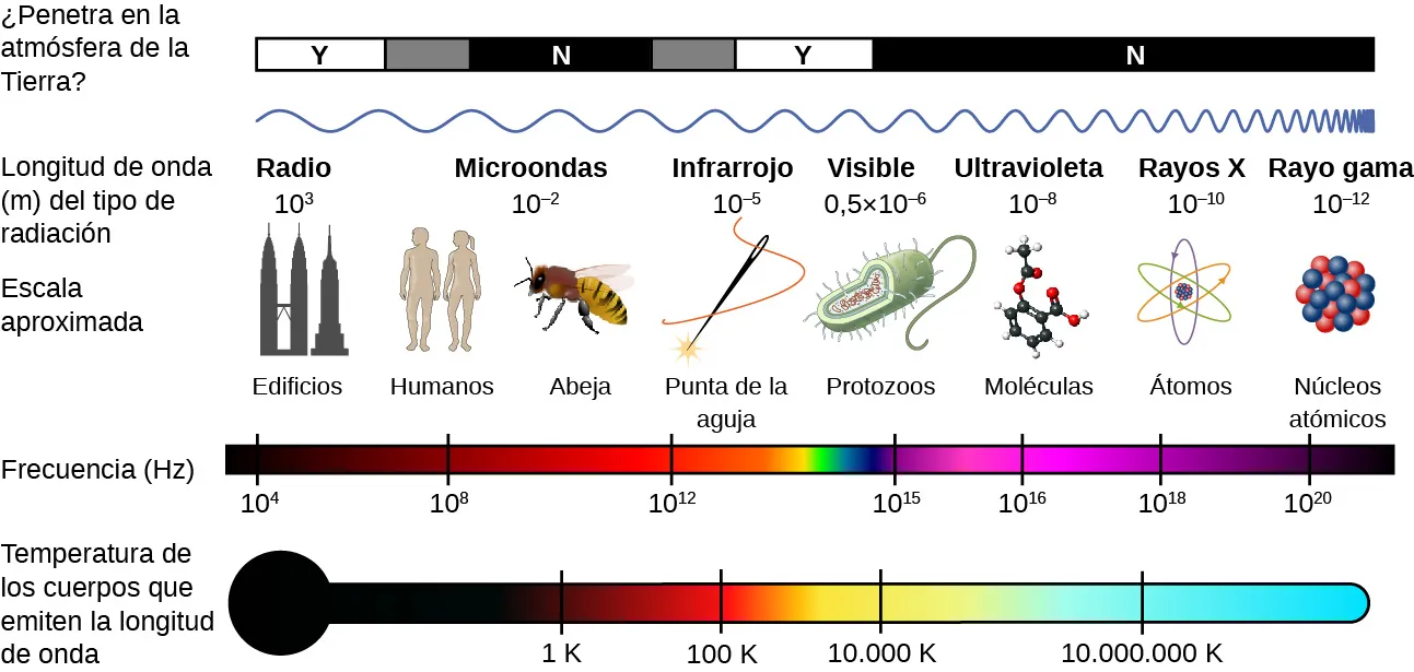 La figura muestra el espectro electromagnético (electromagnetic, EM). Muestra varios tipos de ondas con sus longitudes de onda, frecuencias, escalas aproximadas, temperatura de los cuerpos que emiten esas ondas y si esas ondas penetran o no en la atmósfera terrestre. Las ondas son: Las ondas de radio, con una longitud de onda de 10 elevado a la potencia 3 m, una frecuencia de 10 elevado a la potencia 4 Hz, a la escala de los edificios, que penetran en la atmósfera; las microondas, con una longitud de onda de 10 elevado a la potencia menos 2 m, una frecuencia de aproximadamente 10 elevado a la potencia 10 Hz, a la escala de las abejas para los seres humanos, no penetran en la atmósfera y son emitidas por cuerpos a 1 grado K; las ondas infrarrojas con una longitud de onda de 10 elevado a la potencia menos 5 m, una frecuencia de aproximadamente 10 elevado a la potencia 13 Hz, a la escala de una punta de aguja, que penetra parcialmente la atmósfera y es emitida por cuerpos a 100 grados K; las ondas de luz visible con una longitud de onda de 0 5 en 10 elevado a la potencia menos 6 m, frecuencia de 10 elevado a la potencia 15 Hz, a la escala de los protozoos, penetran en la atmósfera y son emitidas por cuerpos a 10.000 grados K; las ondas ultravioletas con una longitud de onda de 10 elevado a la potencia menos 8 m, frecuencia de 10 elevado a la potencia 16 Hz, a la escala de las moléculas, no penetran en la atmósfera y son emitidas por cuerpos a aproximadamente 5 millones de grados K; los rayos X con una longitud de onda de 10 elevado a la potencia menos 10 m, una frecuencia de 10 elevado a la potencia 18 Hz, a la escala de los átomos, que no penetran en la atmósfera y son emitidos por cuerpos a más de 10 millones de grados K; los rayos gamma con una longitud de onda de 10 elevado a la potencia menos 12 m, una frecuencia de aproximadamente 10 elevado a la potencia 20 Hz, a la escala de los núcleos atómicos, que no penetran en la atmósfera y son emitidos por cuerpos a mucho más de 10 millones de grados K.