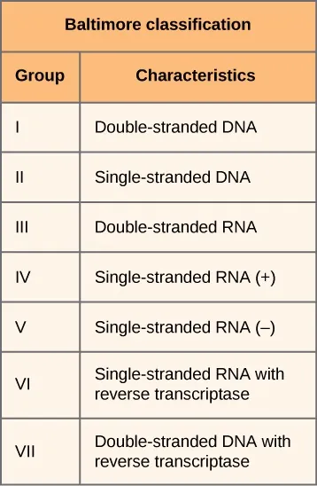 Table with two columns and nine rows. Top header row reads: Baltimore classification. Second row, left header reads: Group. Second row, right header reads: Characteristics. Third row, left cell reads: I. Third row, right cell reads: Double-stranded DNA. Fourth row, left cell reads: II. Fourth row, right cell reads: Single-stranded DNA. Fifth row, left cell reads: III. Fifth row, right cell reads: Double-stranded RNA. Sixth row, left cell reads: IV. Sixth row, right cell reads: Single-stranded RNA (+). Seventh row, left cell reads: V. Seventh row, right cell reads: Single-stranded RNA (–). Eighth row, left cell reads: VI. Eighth row, right cell reads: Single-stranded RNA with reverse transcriptase. Ninth row, left cell reads: VII. Ninth row, right cell reads: Double-stranded DNA with reverse transcriptase.