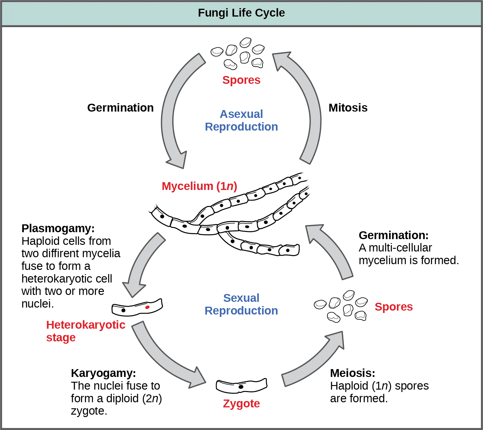 The asexual and sexual stages of reproduction of fungi are shown. In the asexual life cycle, a haploid (1n) mycelium undergoes mitosis to form spores. Germination of the spores results in the formation of more mycelia. In the sexual life cycle, the mycelium undergoes plasmogamy, a process in which haploid cells fuse to form a heterokaryon (a cell with two or more haploid nuclei). This is called the heterokaryotic stage. The dikaryotic cells (cells with two more more nuclei) undergo karyogamy, a process in which the nuclei fuse to form a diploid (2n) zygote. The zygote undergoes meiosis to form haploid (1n) spores. Germination of the spores results in the formation of a multicellular mycelium.
