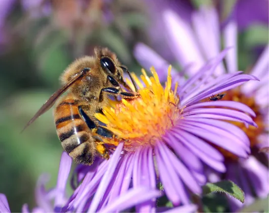 Photo shows a fat, yellow and black bee drinking nectar from a purple and yellow flower.