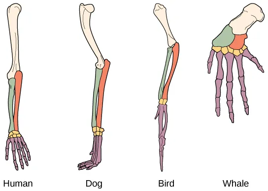 Illustration compares a human arm, dog and bird legs and a whale flipper. All appendages have the same bones, but the size and shape of these bones vary.